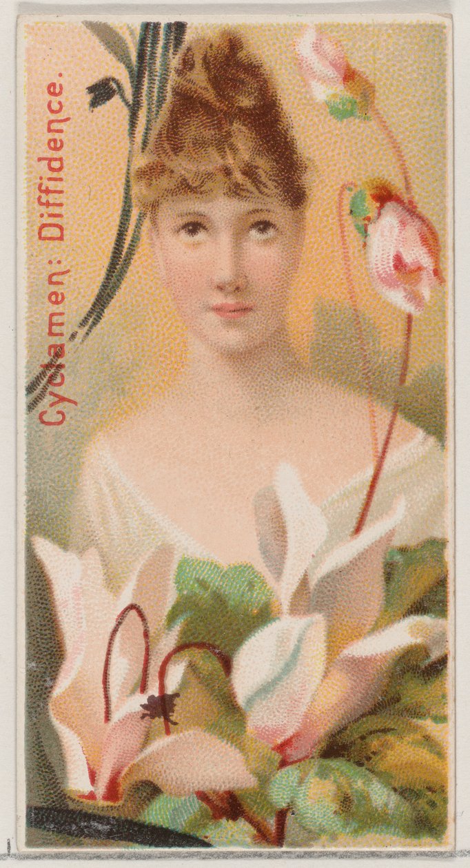 Ciclamino: Diffidenza, dalla serie Bellezze floreali e linguaggio dei fiori N75 per Du..., 1892 da Donaldson Brothers