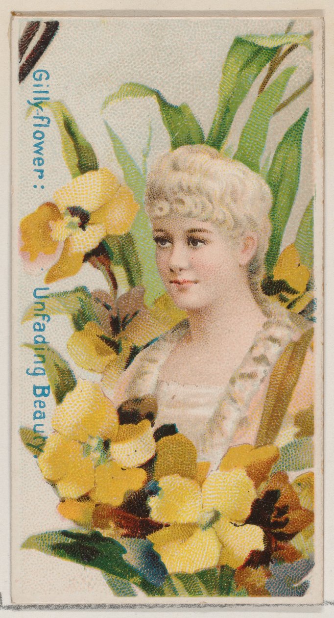 Garofano: Bellezza imperitura, dalla serie Bellezze floreali e linguaggio dei fiori N7..., 1892 da Donaldson Brothers