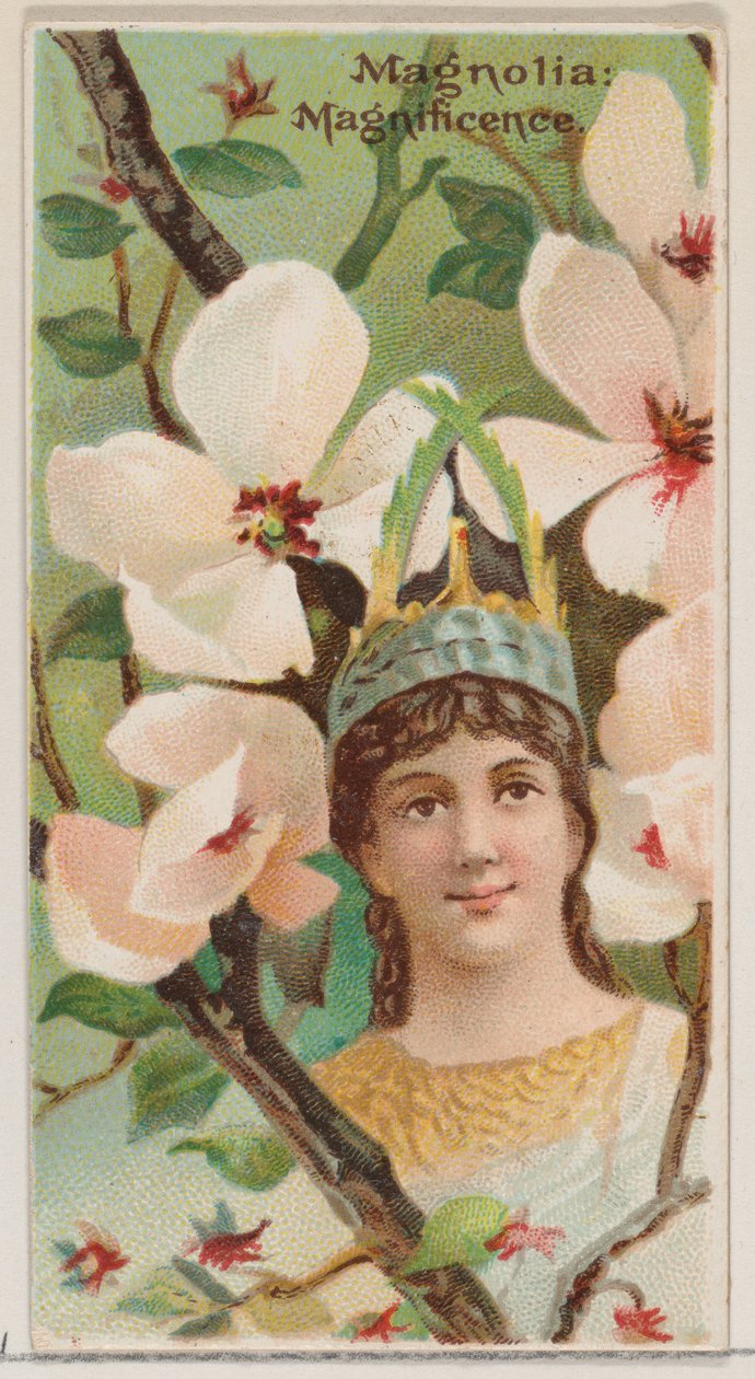 Magnolia: Magnificenza, dalla serie Bellezze floreali e linguaggio dei fiori N75, 1892 da Donaldson Brothers