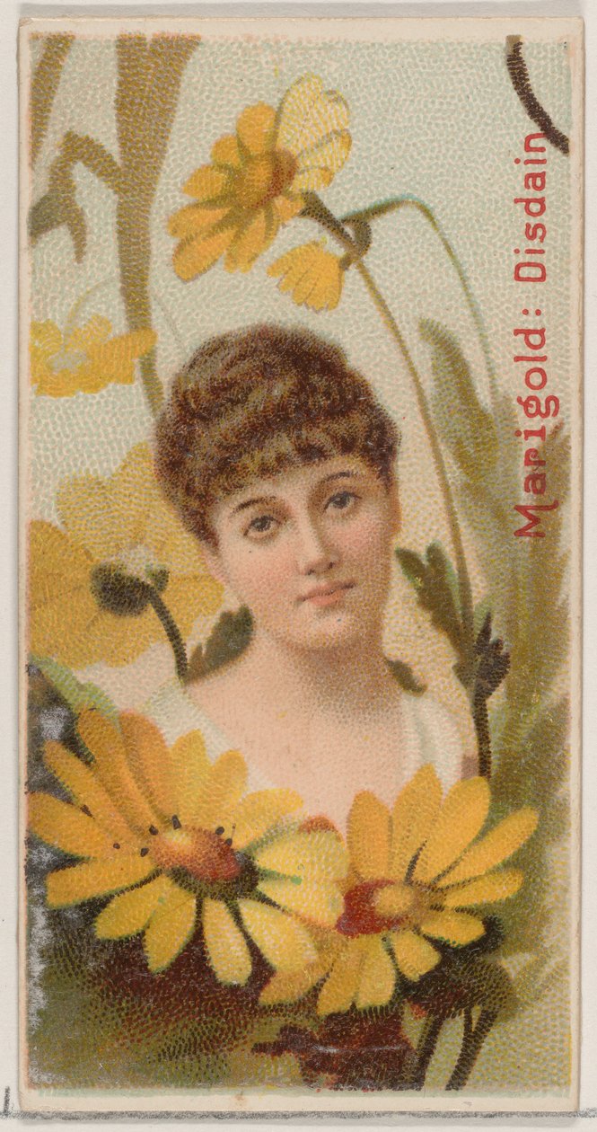 Calendula: Disprezzo, dalla serie Bellezze floreali e linguaggio dei fiori N75 per Duke... da Donaldson Brothers