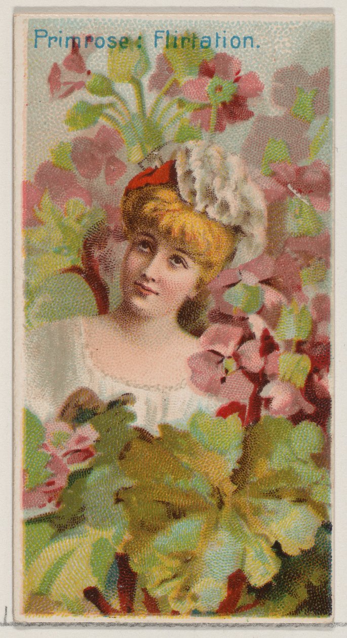 Primula: Flirtazione, dalla serie Bellezze floreali e linguaggio dei fiori N75 per Du..., 1892 da Donaldson Brothers