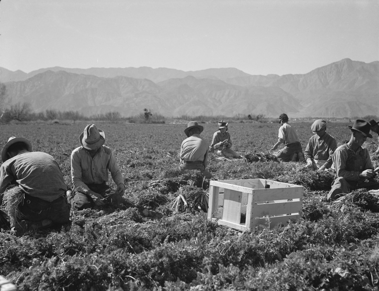 Tiratori di carote da Texas, Oklahoma, Missouri, Arkansas e Messico, California da Dorothea Lange
