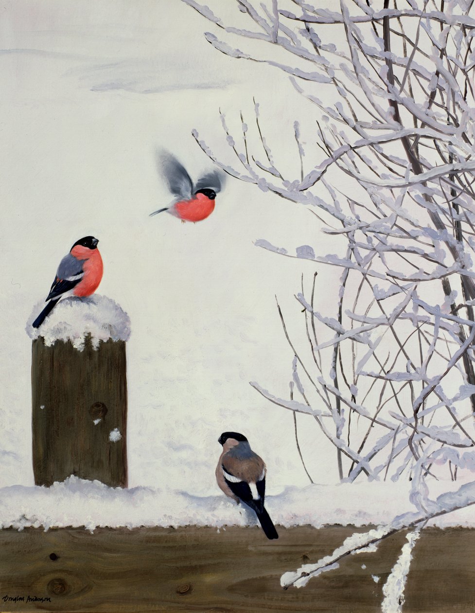 Ciuffolotti su un recinto innevato da Douglas Anderson