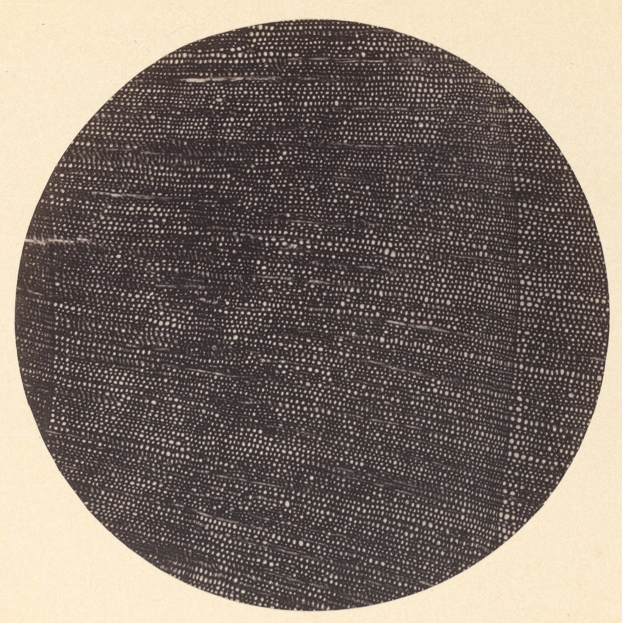 Microfotografia di sezione trasversale di legno (Salisburia) da Dr. Arthur Durham