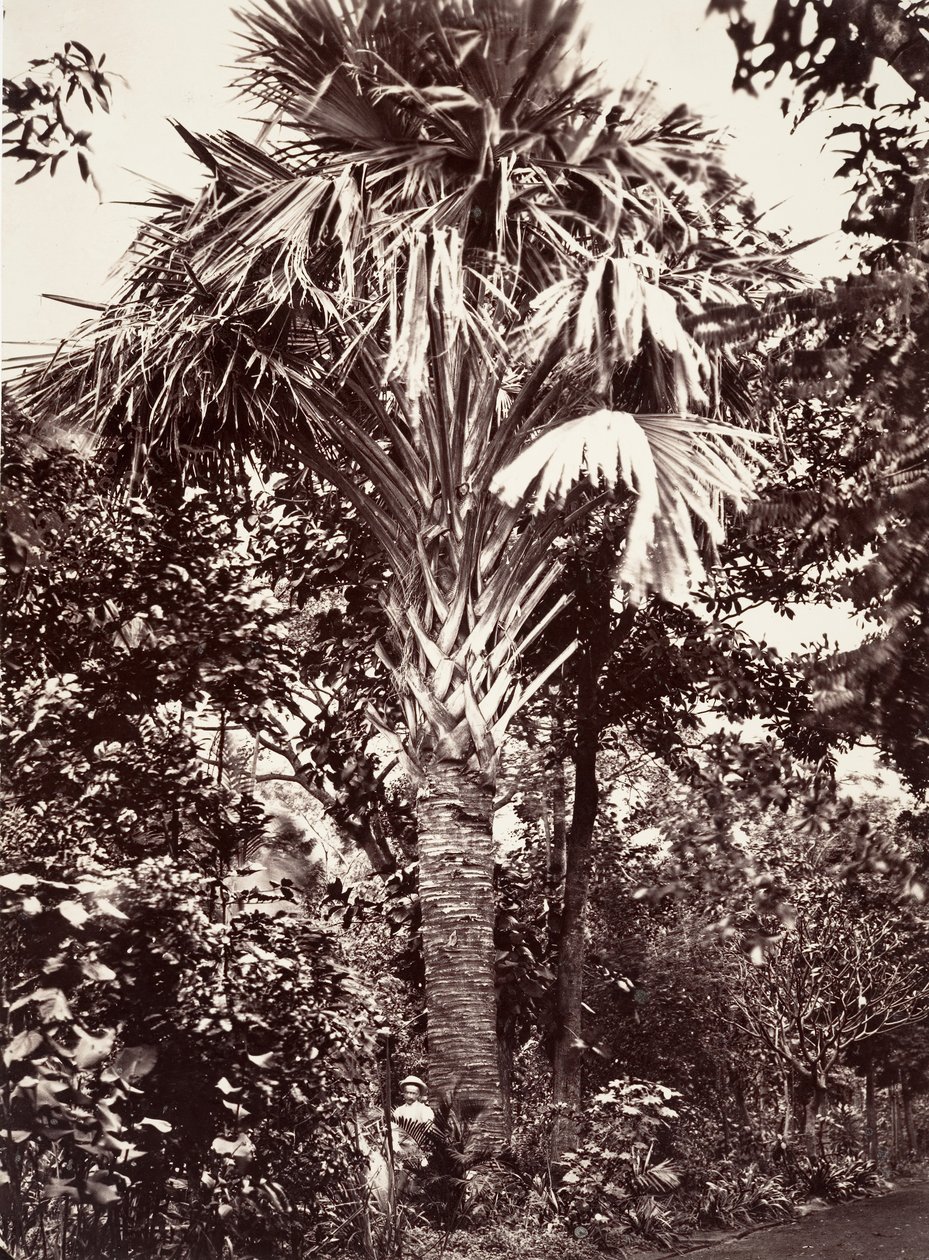 Grand Latanier da Désiré Charnay