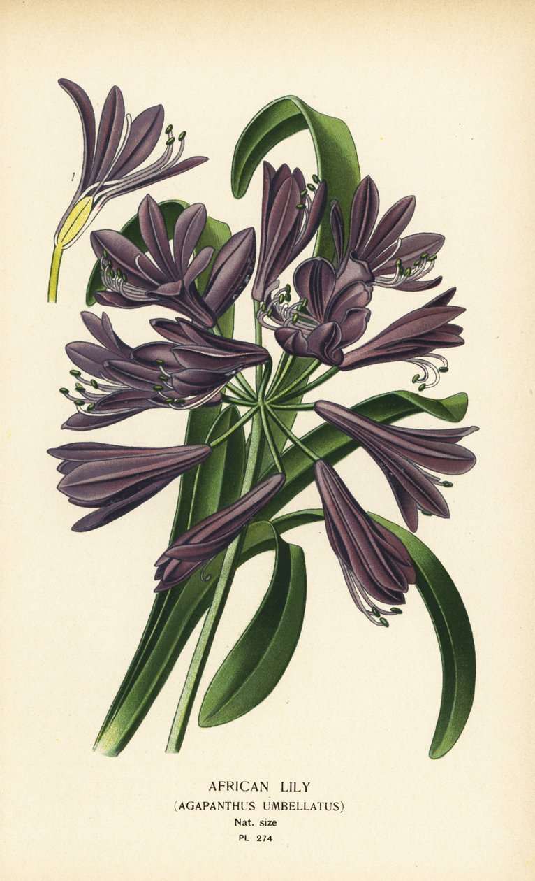 Giglio africano, Agapanthus africanus da Désiré Georges Jean Marie Bois