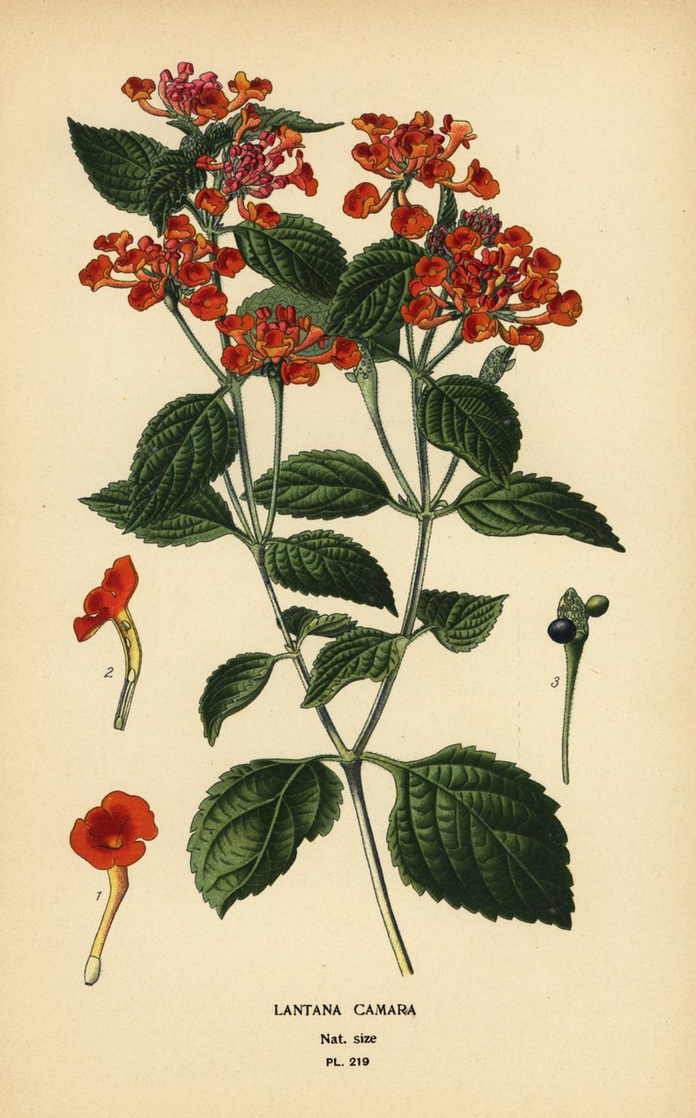 Lantana camara da Désiré Georges Jean Marie Bois