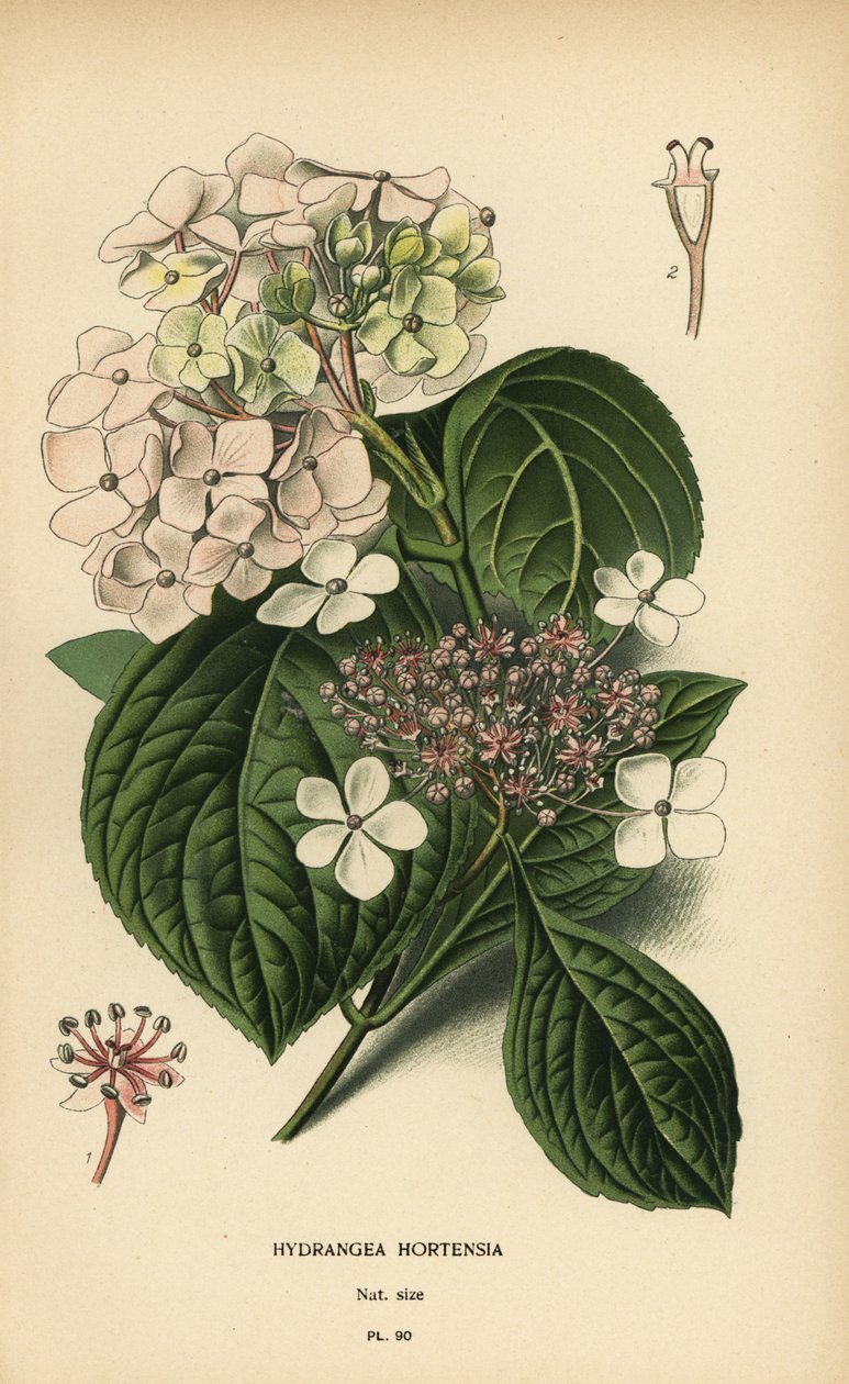Ortensia a foglia grande, Hydrangea macrophylla da Désiré Georges Jean Marie Bois