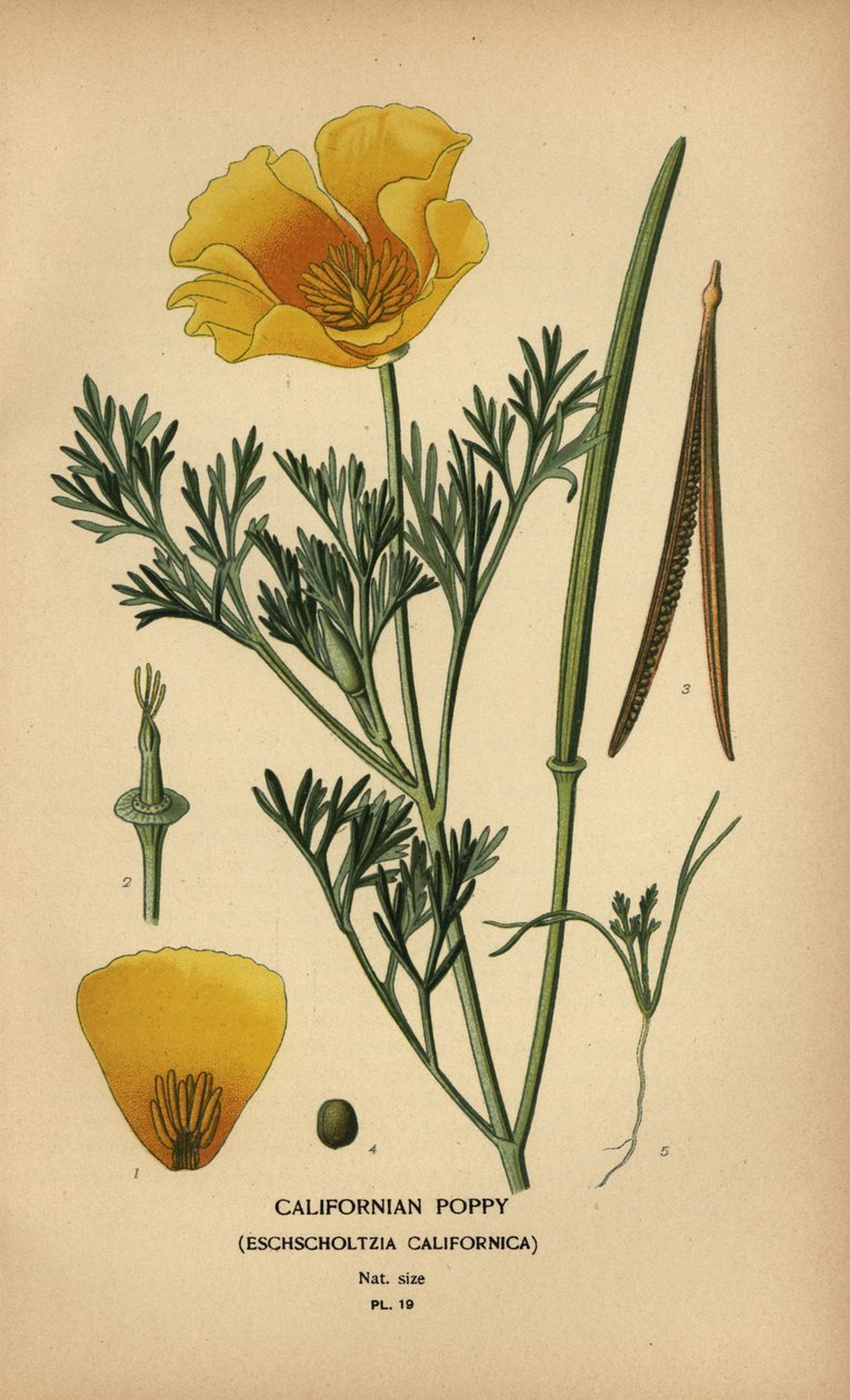 Papavero californiano, Eschscholzia californica da Désiré Georges Jean Marie Bois