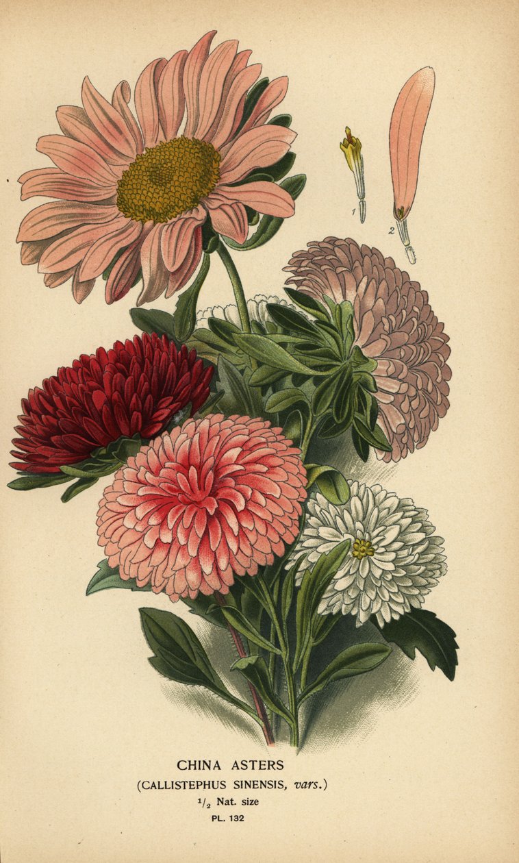 Varietà di Callistephus x sinensis da Désiré Georges Jean Marie Bois