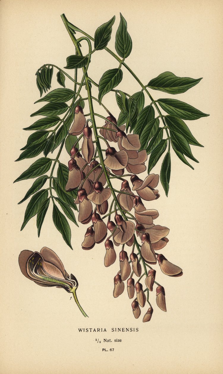 Glicine cinese, Wisteria sinensis da Désiré Georges Jean Marie Bois