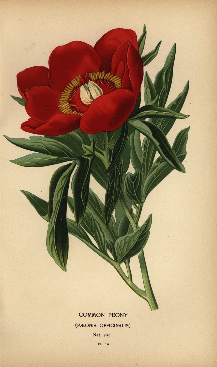 Peonia comune, Paeonia officinalis da Désiré Georges Jean Marie Bois