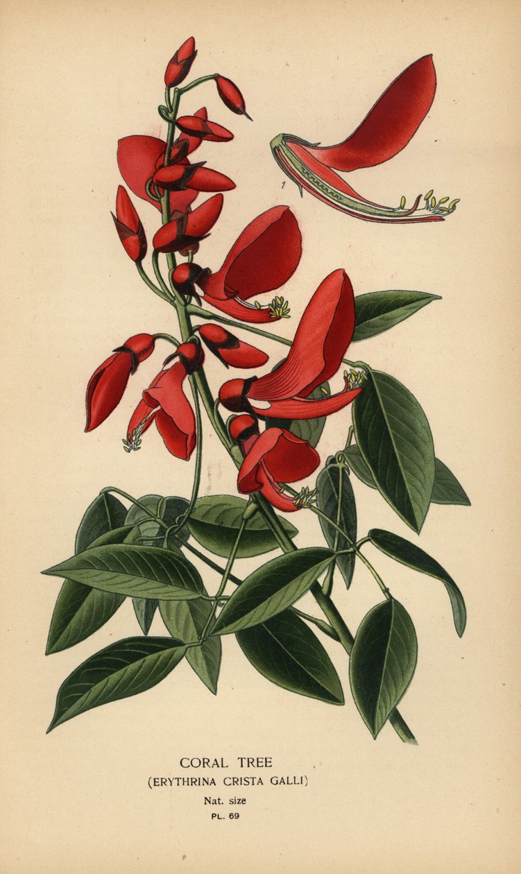 Albero di corallo, Erythrina crista-galli da Désiré Georges Jean Marie Bois