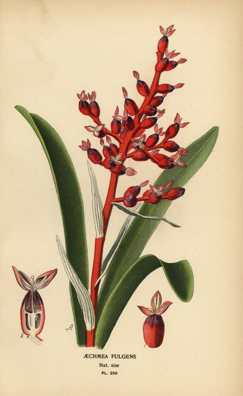 Bacca di corallo, Aechmea fulgens da Désiré Georges Jean Marie Bois