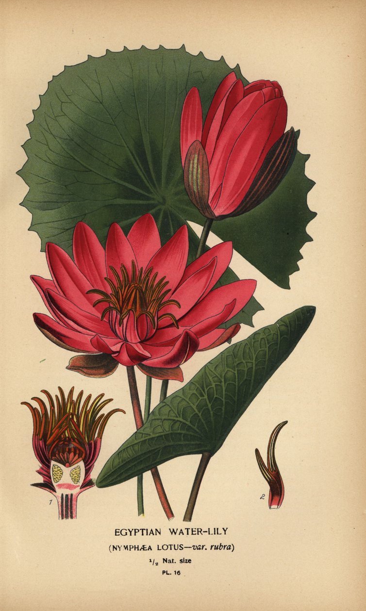 Ninfea egiziana, Nymphaea lotus da Désiré Georges Jean Marie Bois