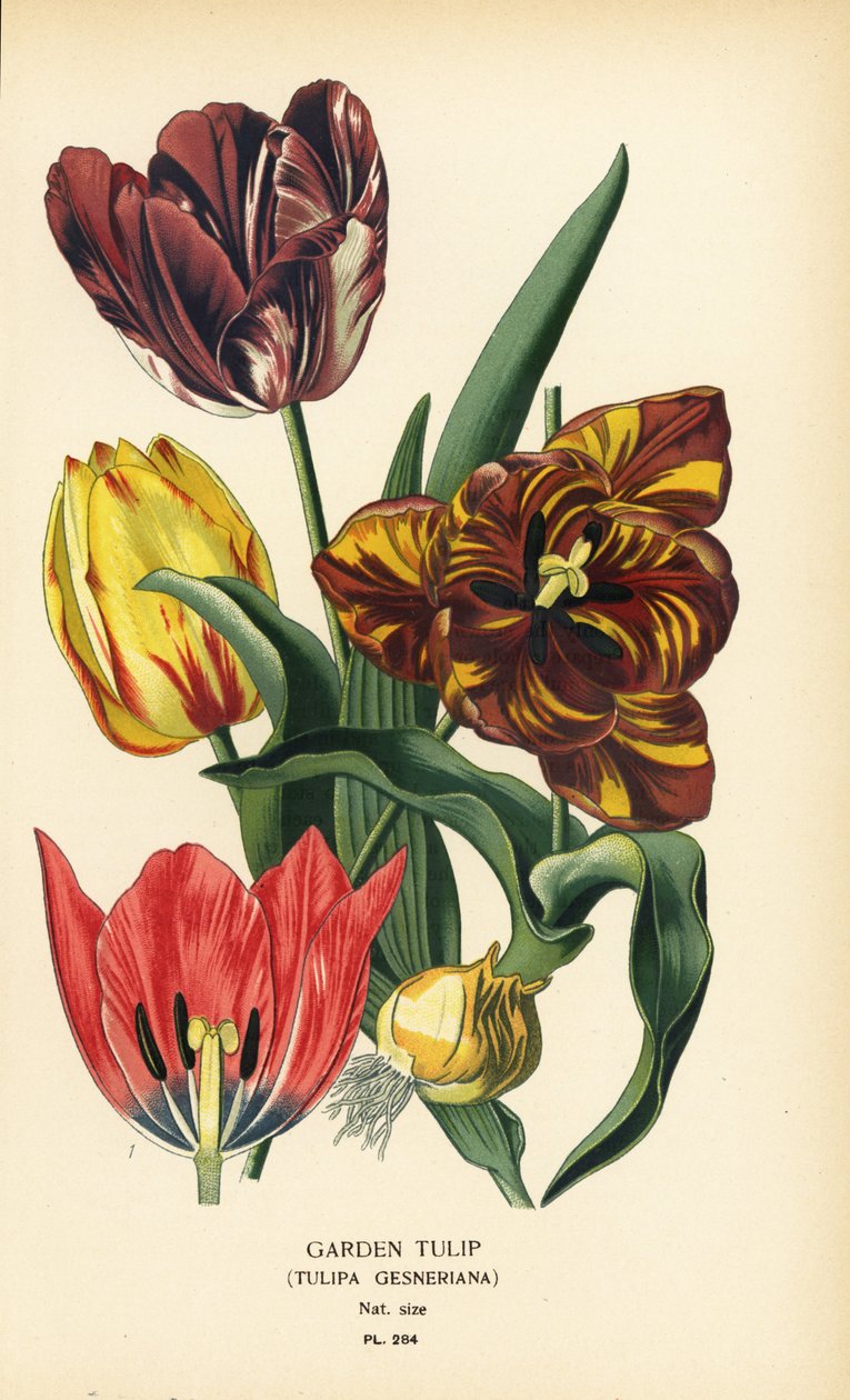 Tulipano da giardino, Tulipa gesneriana. Cromolitografia da un