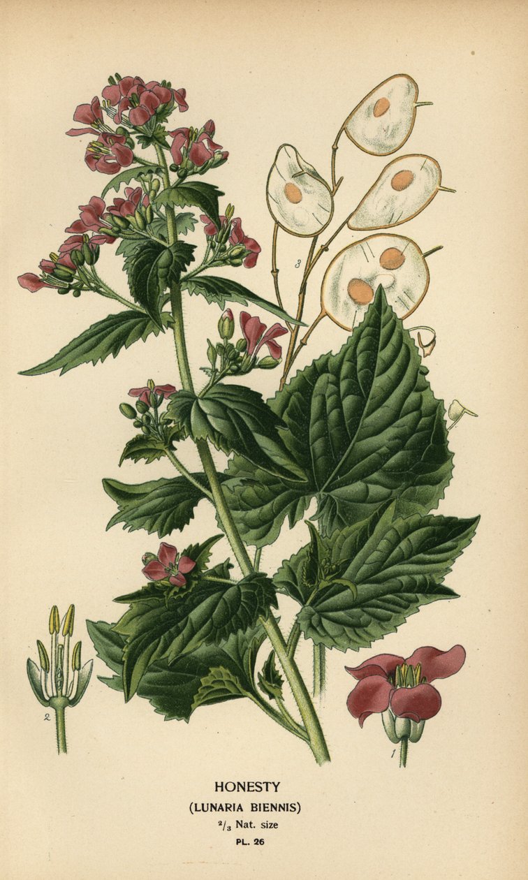 Lunaria annua da Désiré Georges Jean Marie Bois