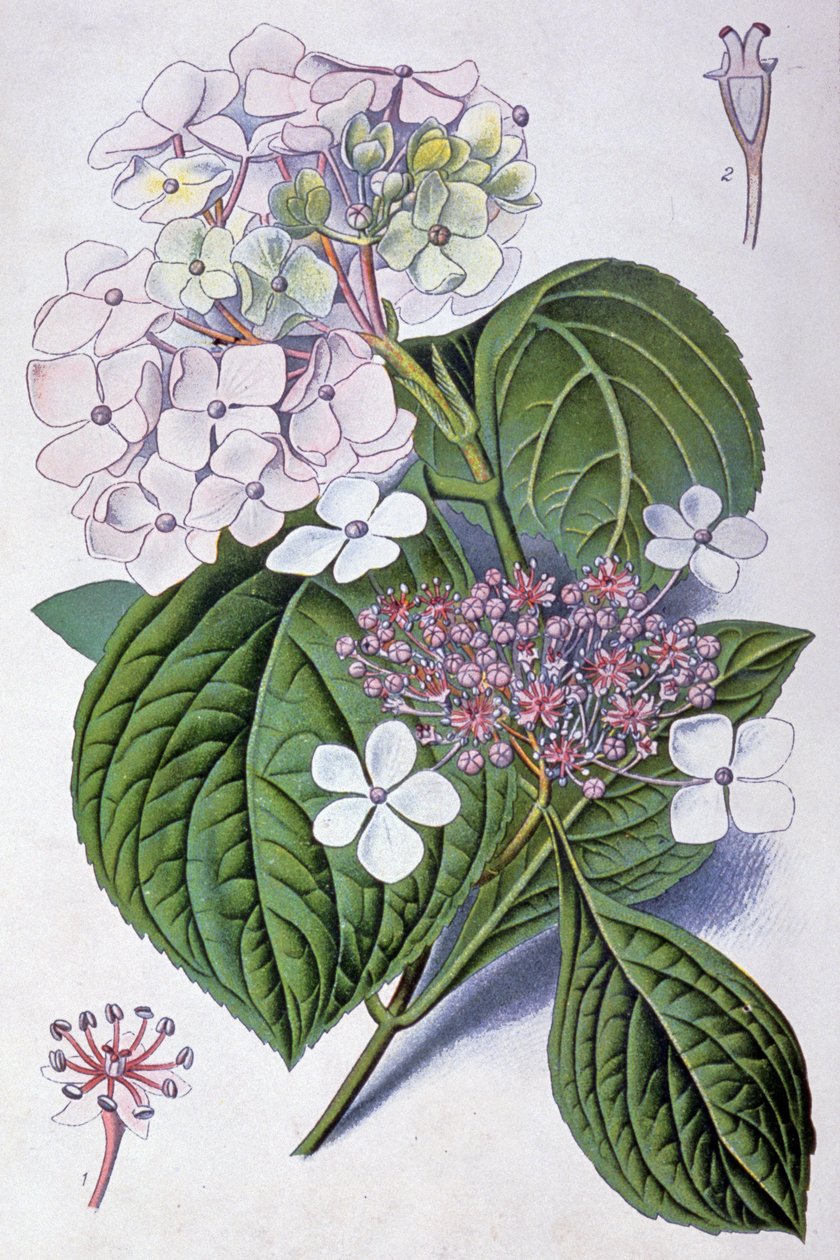 Ortensia, inizio XX secolo (illustrazione) da Désiré Georges Jean Marie Bois