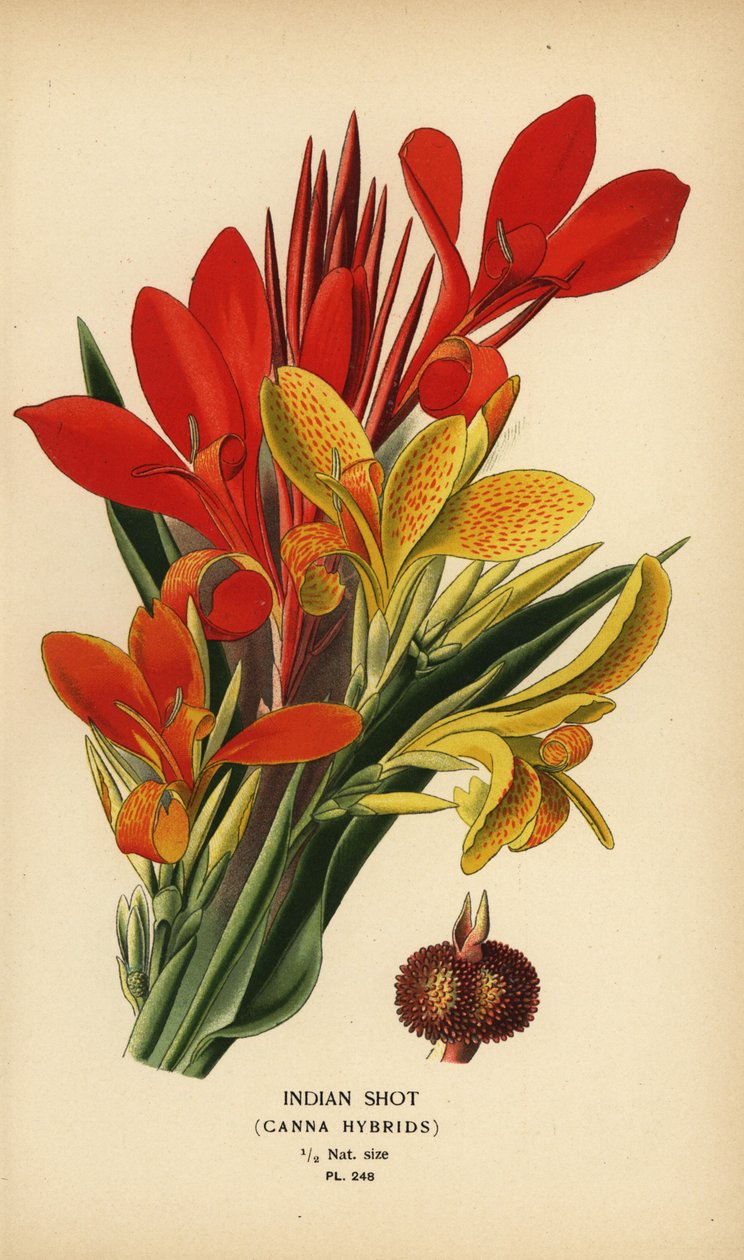Canna indica ibridi da Désiré Georges Jean Marie Bois