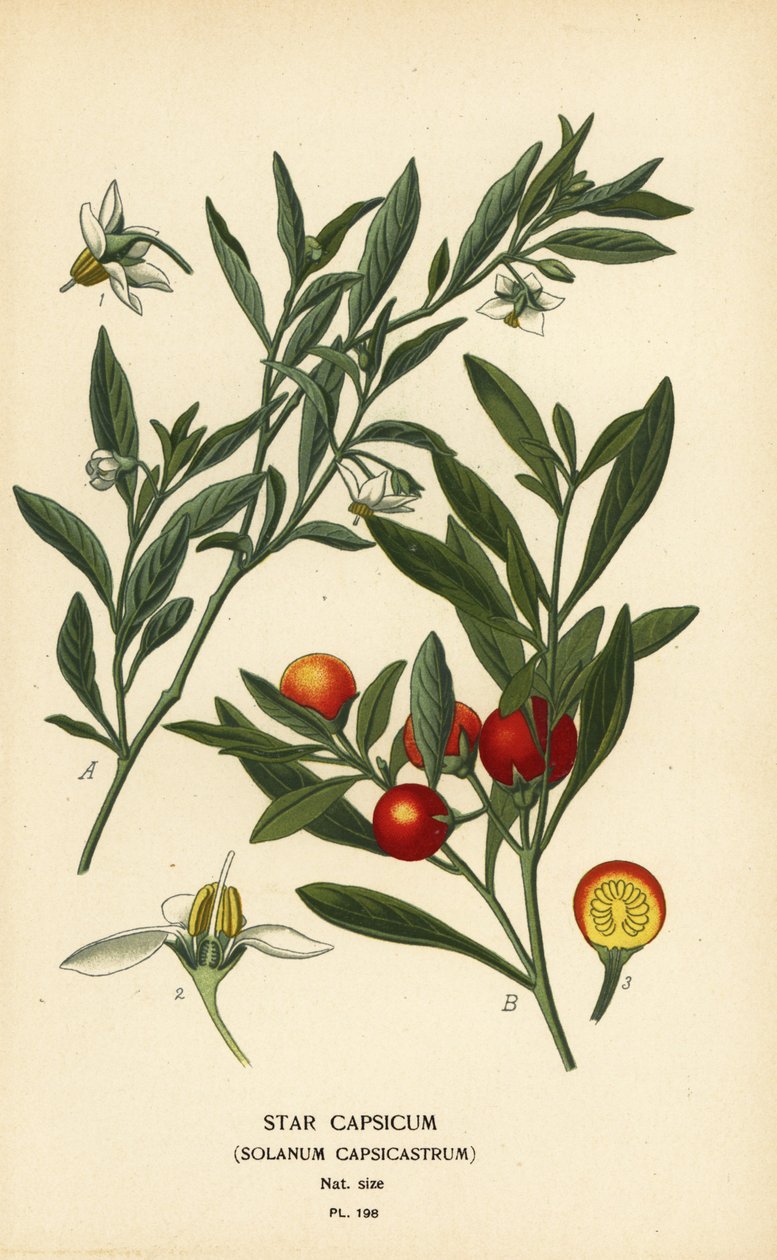 Ciliegia di Gerusalemme, Solanum pseudocapsicum var. diflorum da Désiré Georges Jean Marie Bois