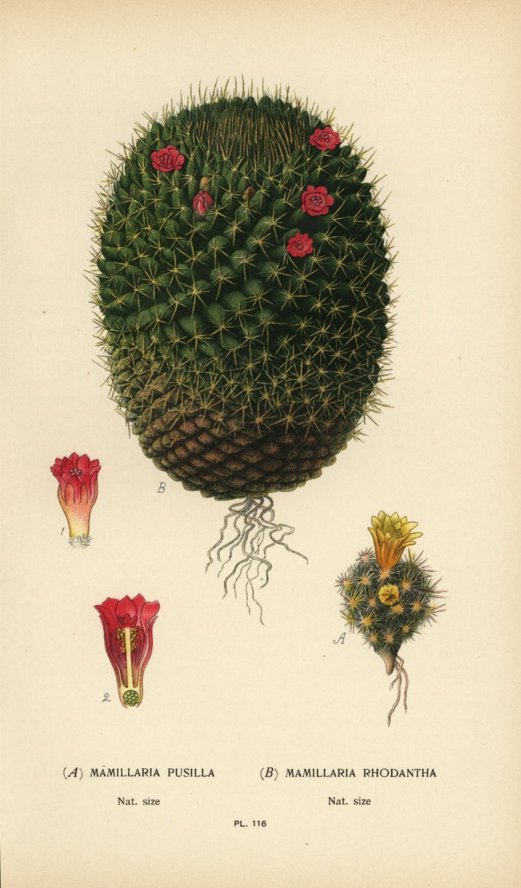 Mammillaria prolifera e Mammillaria rhodantha da Désiré Georges Jean Marie Bois
