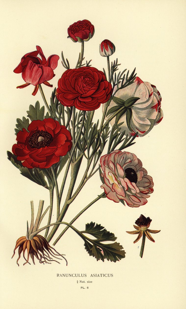 Ranunculus asiaticus da Désiré Georges Jean Marie Bois