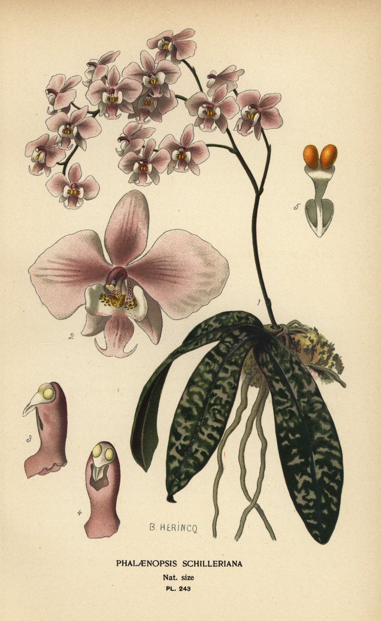 Orchidea Phalaenopsis schilleriana. Cromolitografia da un