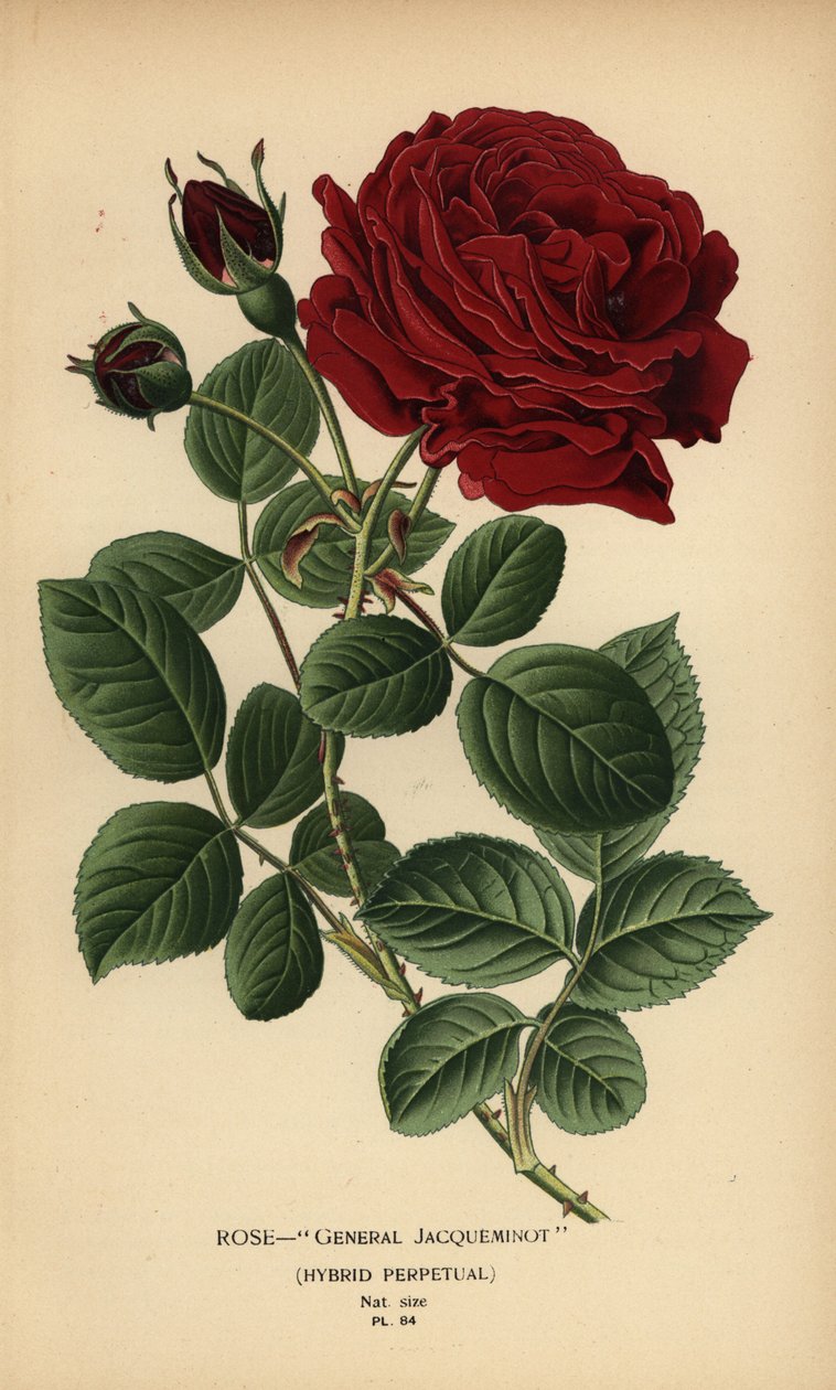 Rosa General Jacqueminot, ibrido perpetuo da Désiré Georges Jean Marie Bois