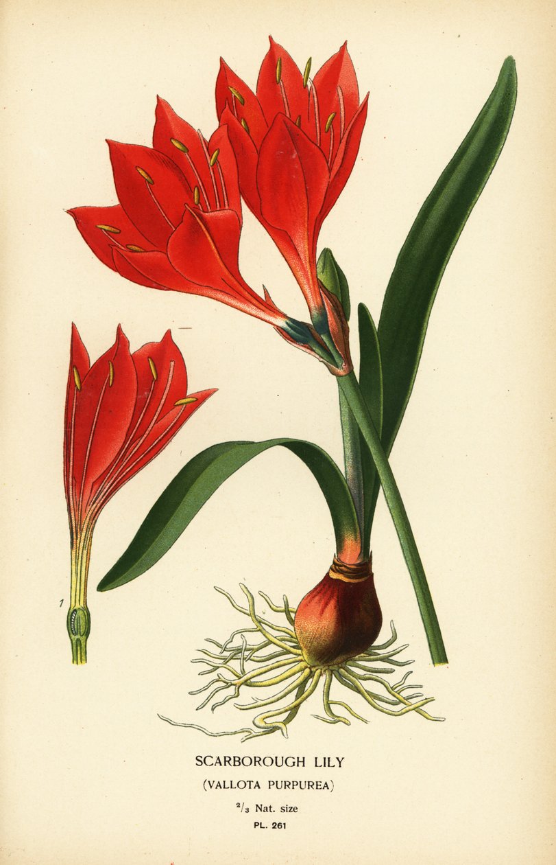 Giglio di Scarborough, Cyrtanthus elatus (Vallota purpurea). Cromolitografia da un