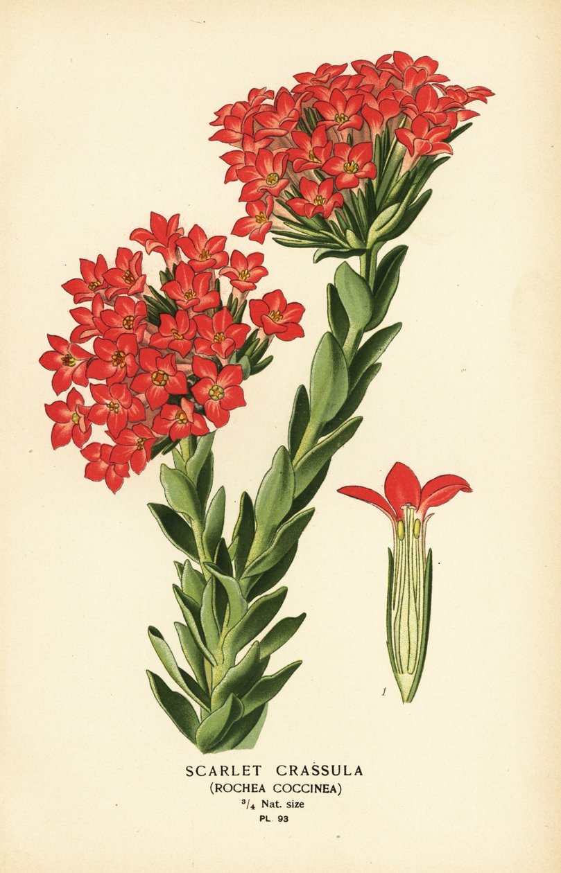 Carrula scarlatta, Crassula coccinea da Désiré Georges Jean Marie Bois