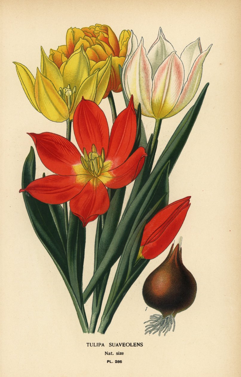Tulipano di Schrenck, Tulipa suaveolens o Tulipa schrenkii da Désiré Georges Jean Marie Bois