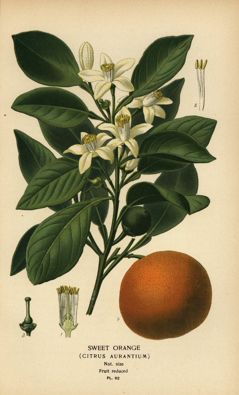 Arancia dolce, Citrus x aurantium da Désiré Georges Jean Marie Bois