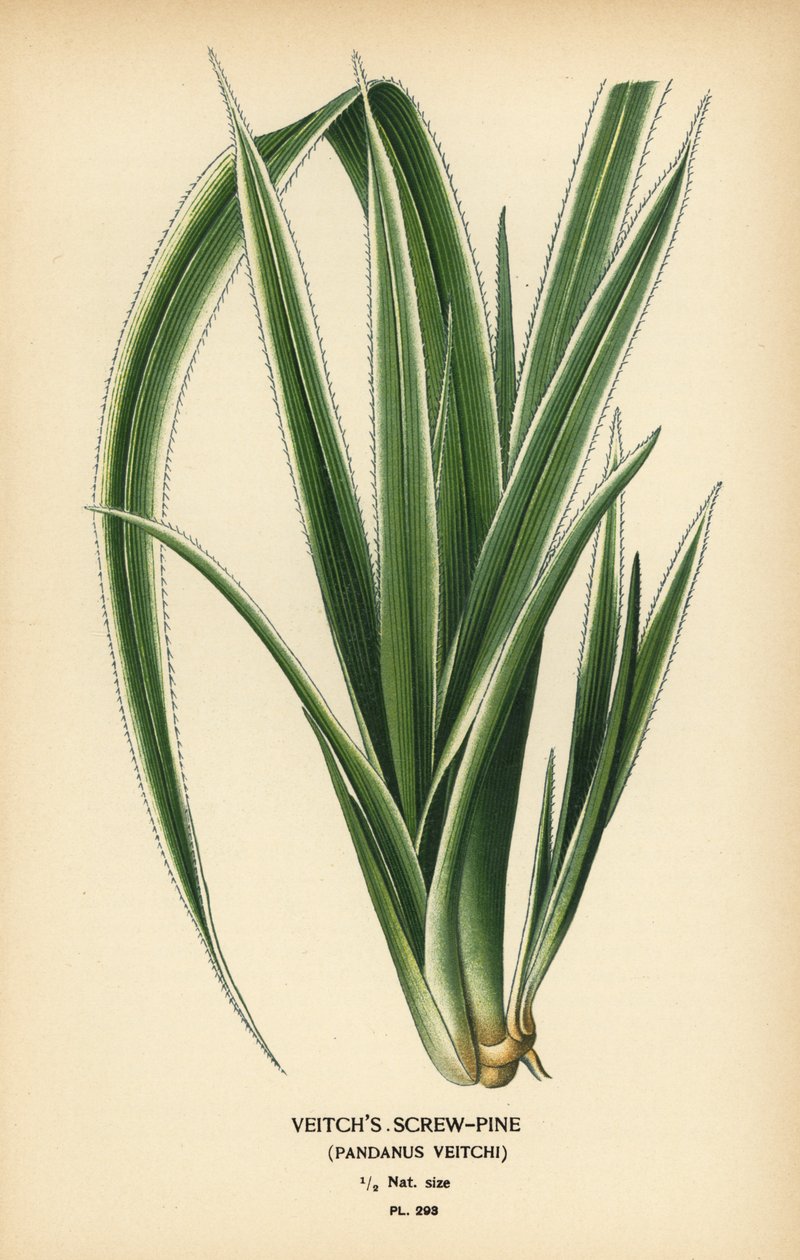 Pandanus tectorius (Pandanus veitchii). Cromolitografia da un