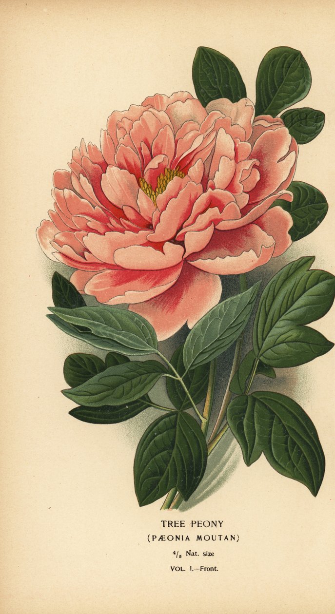 Peonia arborea da Désiré Georges Jean Marie Bois