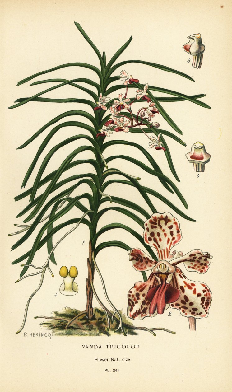 Orchidea Vanda tricolor. Cromolitografia da un