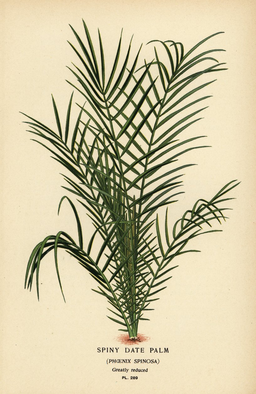 Phoenix reclinata (Phoenix spinosa). Cromolitografia da un