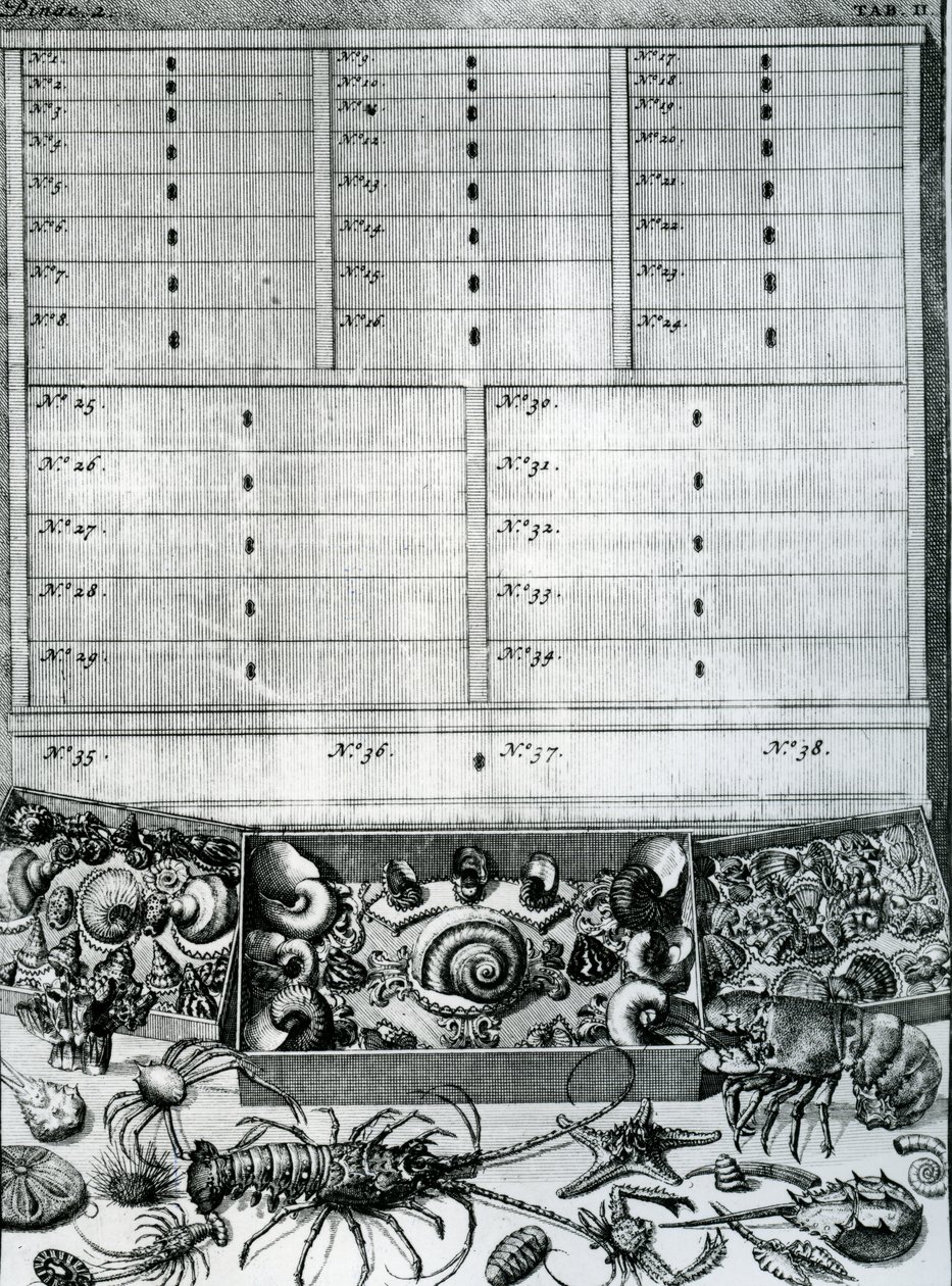 Tavola II da 