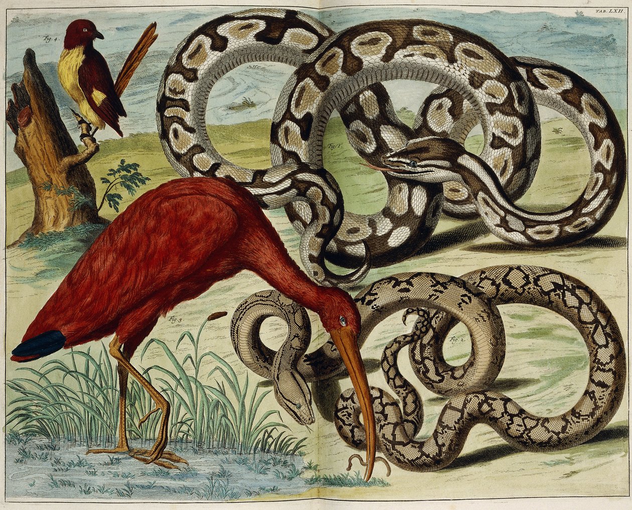 Uccelli e serpenti, Tavola 62, da "Locupletissimi Rerum Naturalium Thesauri Accurata Descriptio", 1734-1765 da Dutch School