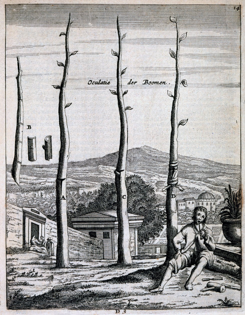 Alberi da frutto, da De Nederlandze Hesperides di Jan Commelin, pubblicato nel 1676 da Dutch School