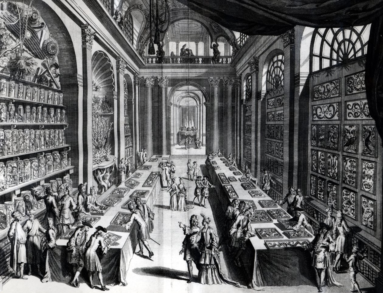 Collezione di curiosità di Levin Vincent, illustrazione da Theatre de Merveilles de la Nature, c.1719 da Dutch School