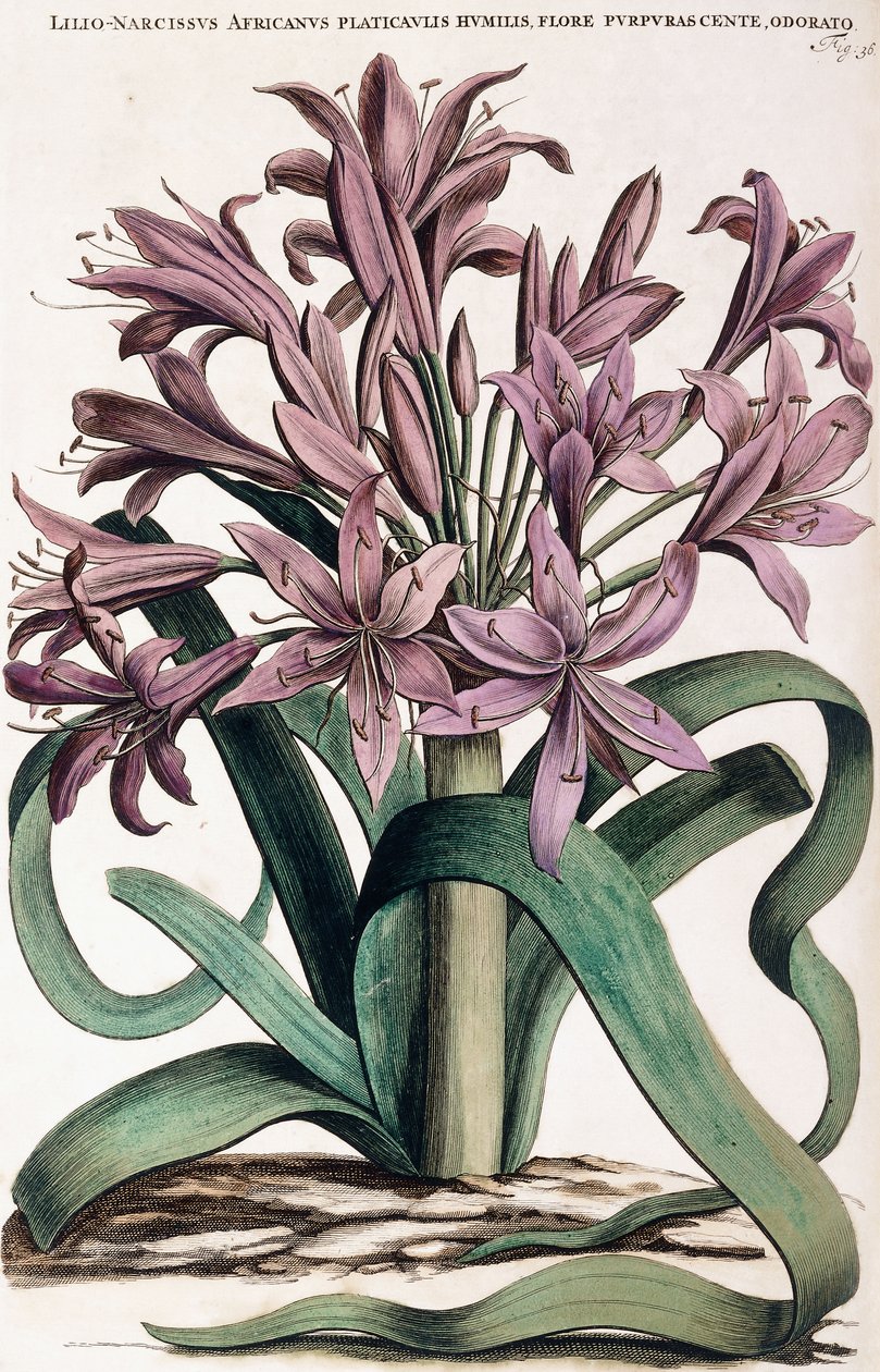 Lillio-Narciso da Dutch School