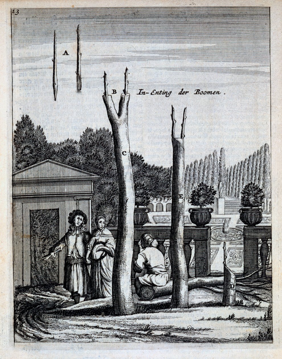 Alberi di lime e arance, da De Nederlandze Hesperides di Jan Commelin, pubblicato nel 1676 da Dutch School