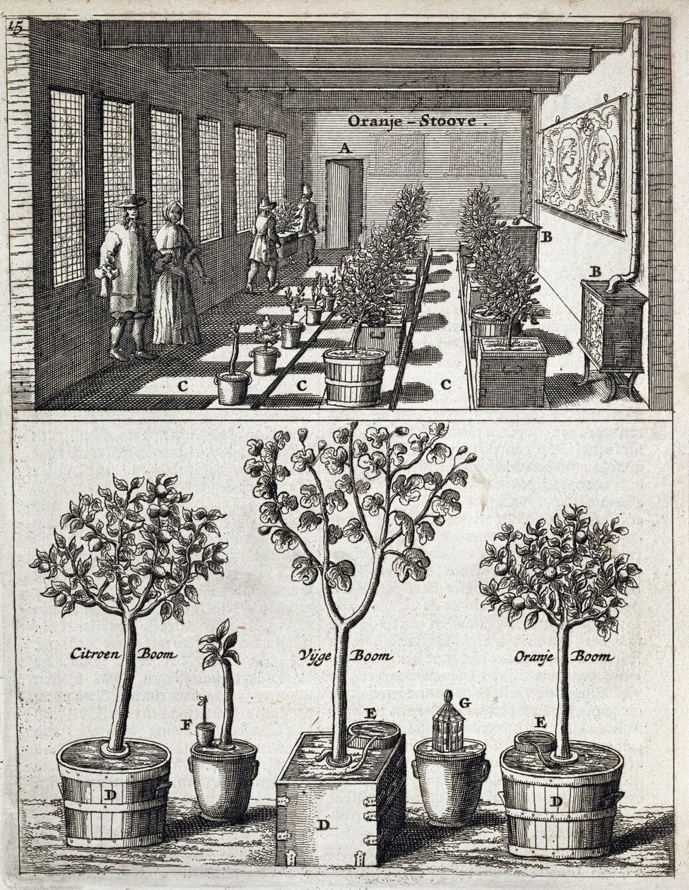 Aranciera, da De Nederlandze Hesperides di Jan Commelin, pubblicato 1676 da Dutch School