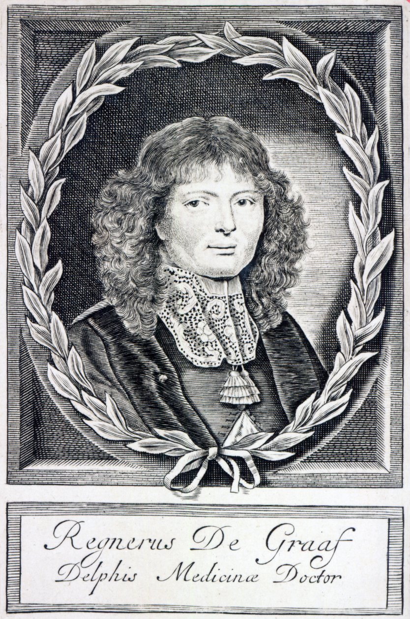Regnier de Graaf, c.1670 da Dutch School