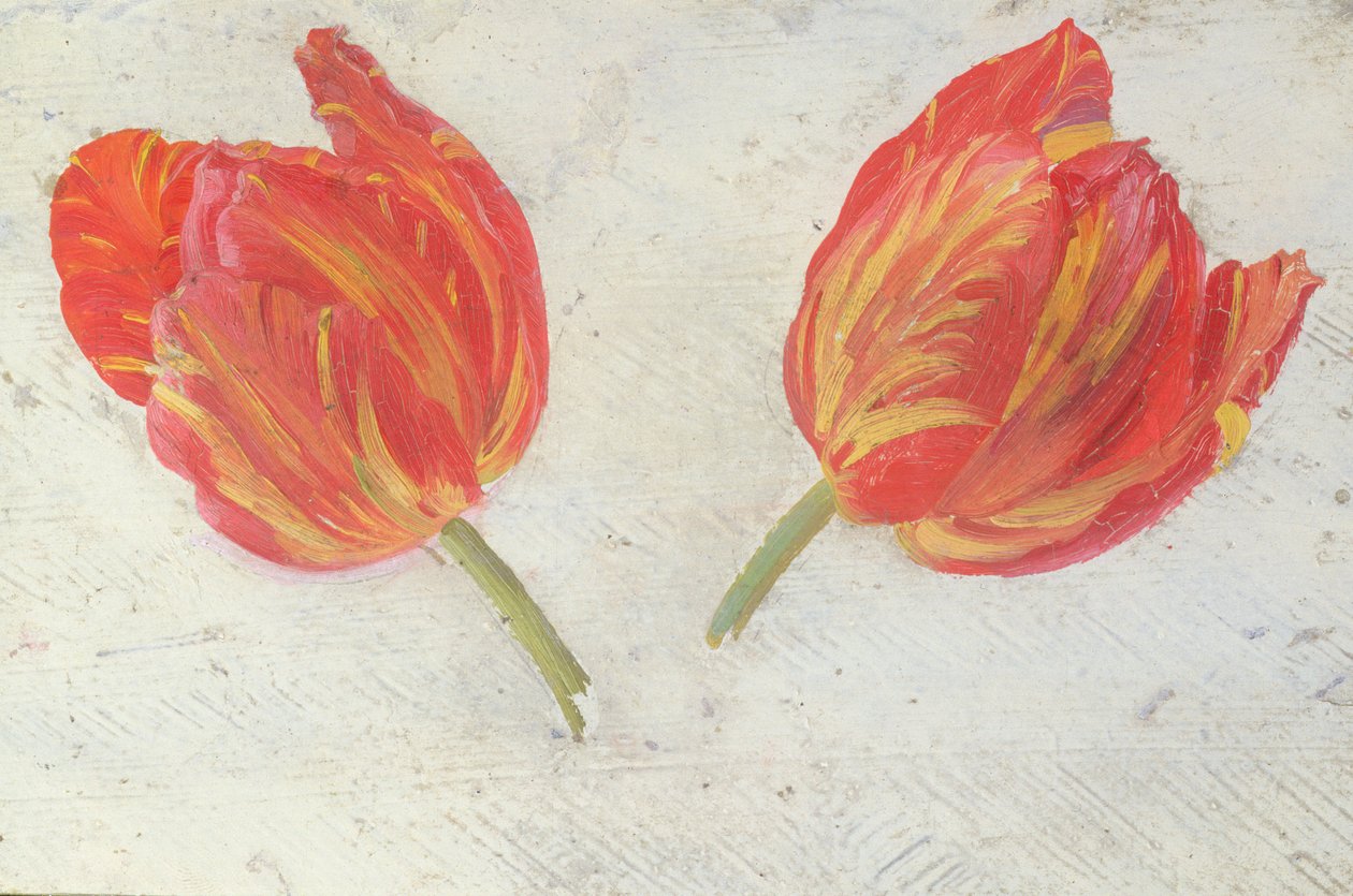 Studi di tulipani, c.1830 da Dutch School