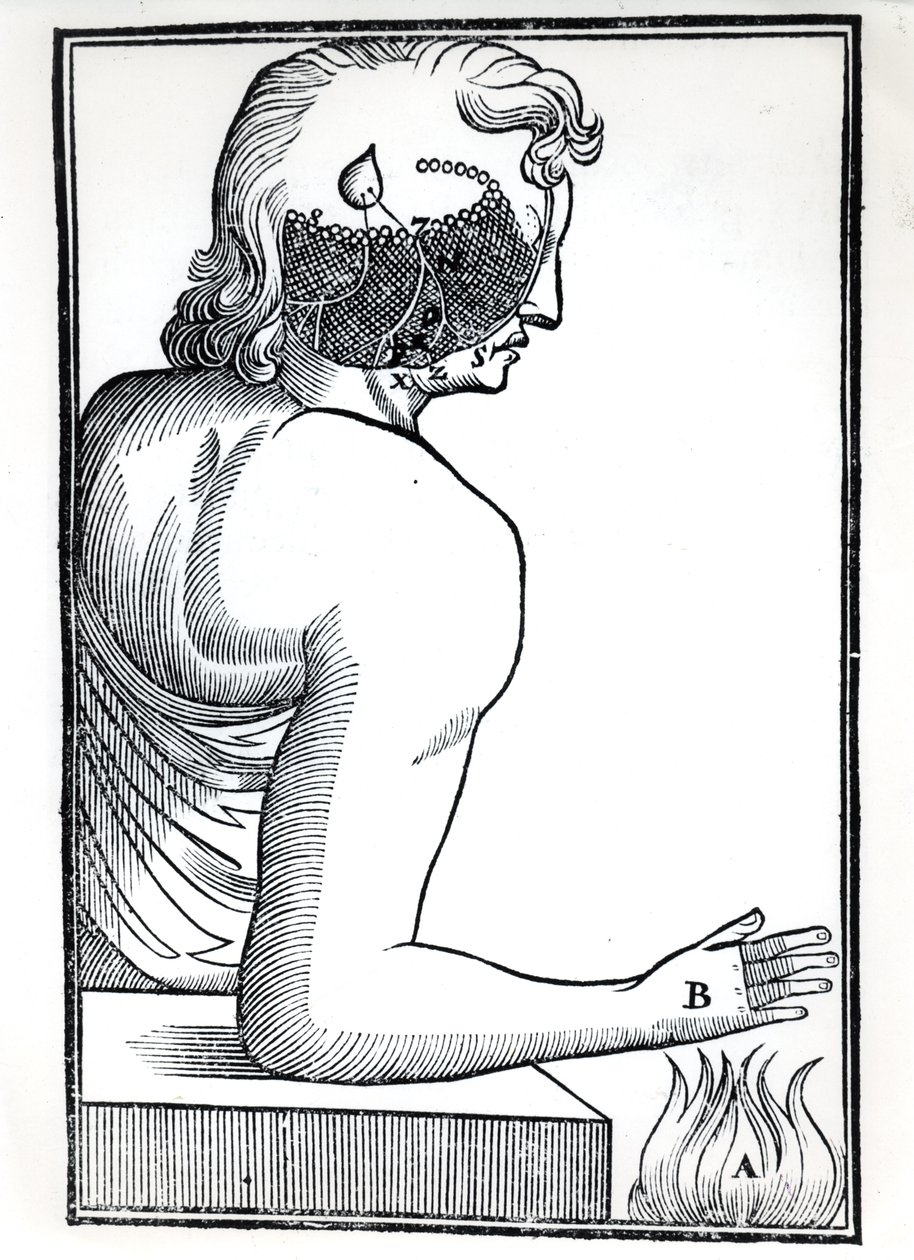 La percezione dei sensi, da De Homine Figuris di René Descartes (1596-1650) pubblicato ad Amsterdam, 1677 da Dutch School