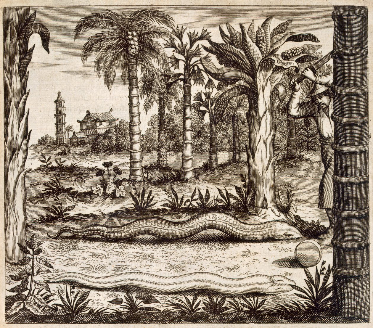 Il serpente di pietra, da China Illustrata di Athanasius Kircher (1601-80) 1667 da Dutch School