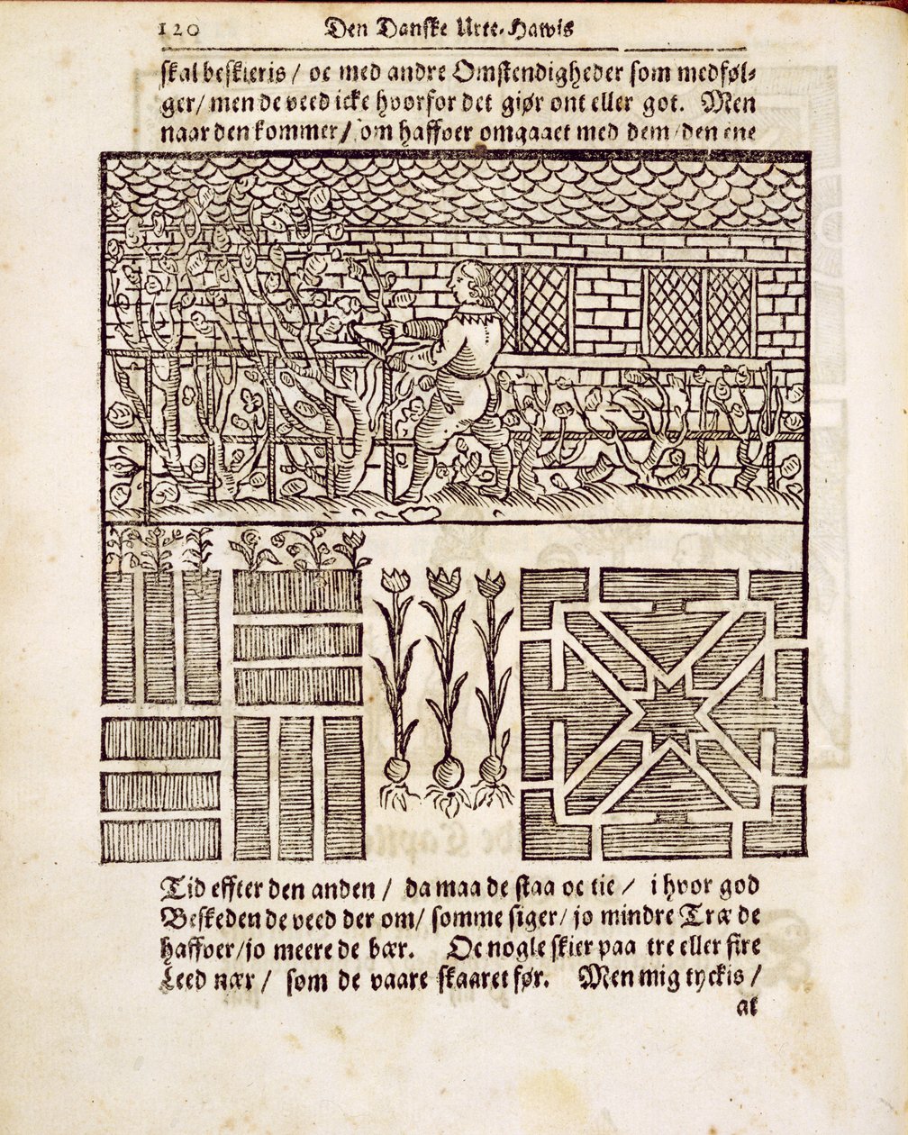 Addestramento e piantagione nel giardino, da Il Giardiniere Olandese, di Johann van der Groen, pubblicato 1699 da Dutch School