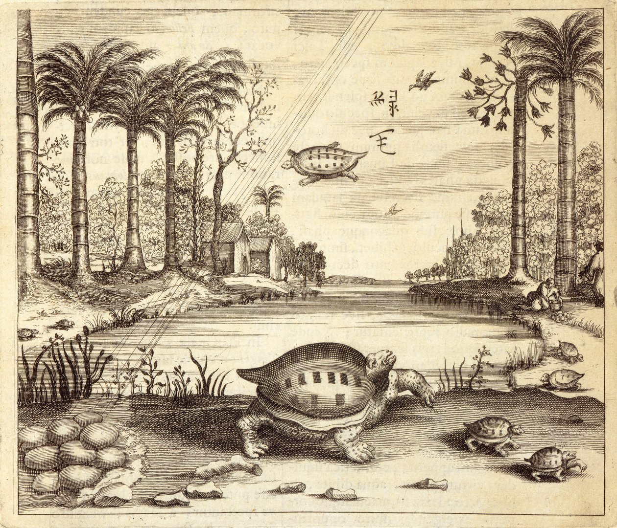 Uova di tartaruga che si schiudono, da China Illustrata di Athanasius Kircher (1601-80) 1667 da Dutch School