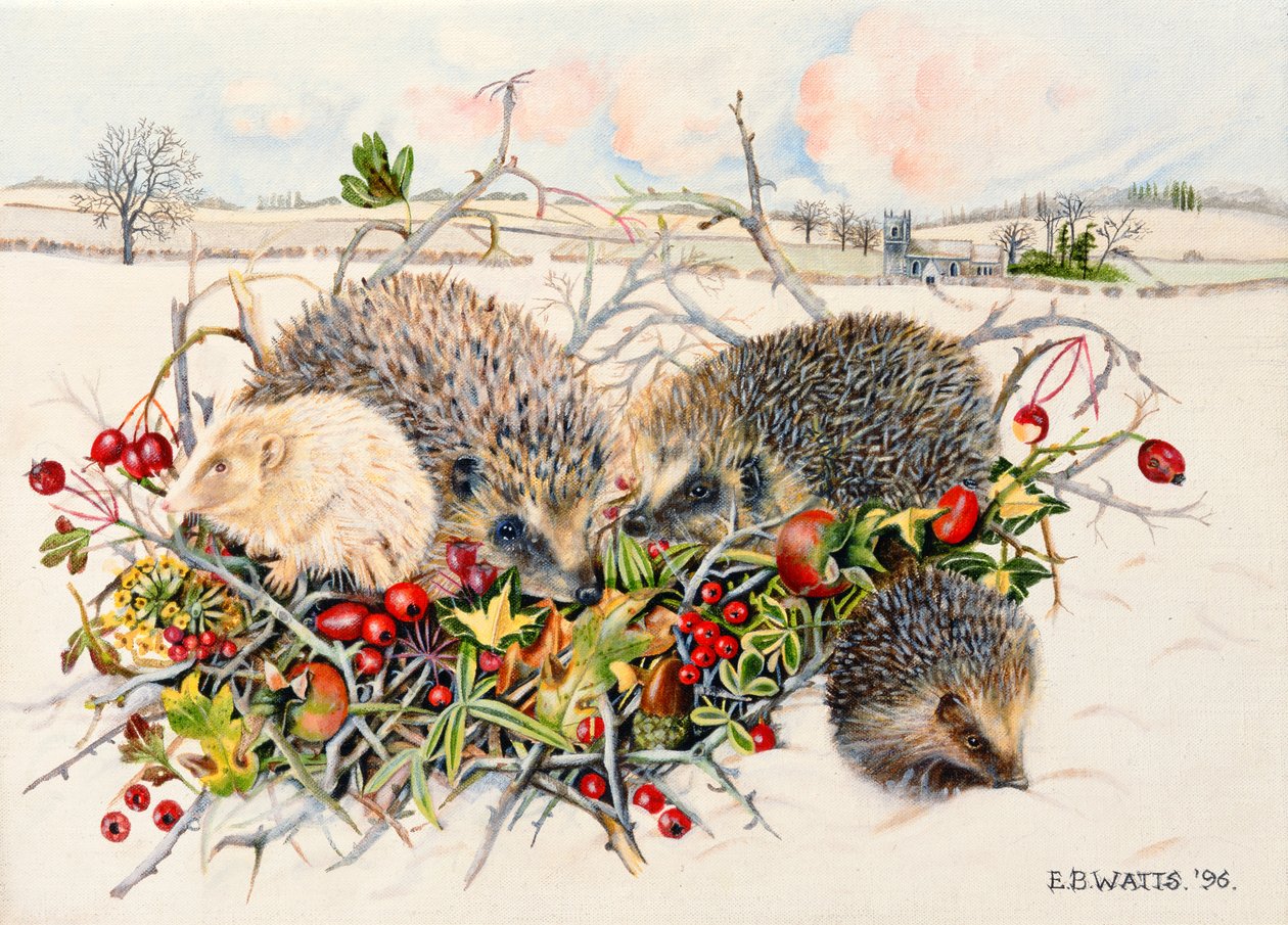Ricci nel Cesto di Siepi, 1996 da E.B. Watts